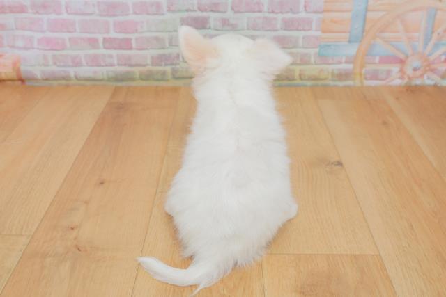 青森県のチワワ(ロング) (Coo&RIKU青森店/2025年10月4日生まれ/男の子/ホワイト)の子犬の4枚目の画像