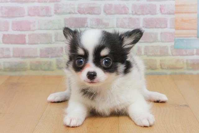 青森県のチワワ(ロング) (Coo&RIKU八戸店/2025年10月4日生まれ/男の子/ホワイトブラックタン)の子犬の1枚目の画像