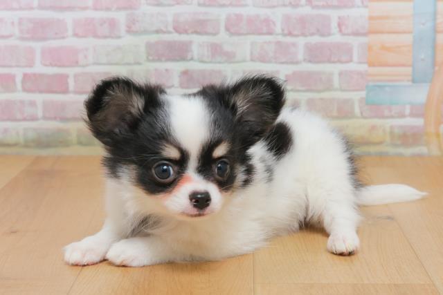 青森県のチワワ(ロング) (Coo&RIKU八戸店/2025年10月4日生まれ/男の子/ホワイトブラックタン)の子犬の2枚目の画像