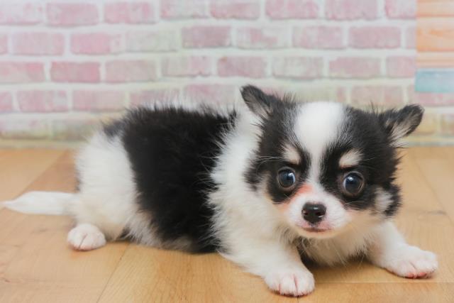 青森県のチワワ(ロング) (Coo&RIKU八戸店/2025年10月4日生まれ/男の子/ホワイトブラックタン)の子犬の3枚目の画像