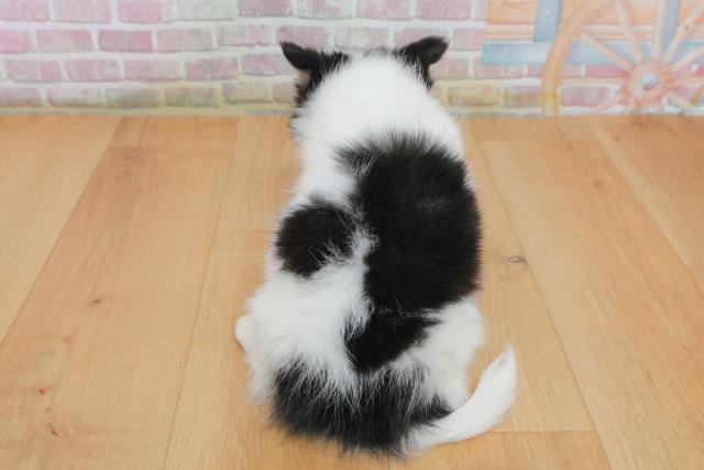 青森県のチワワ(ロング) (Coo&RIKU八戸店/2025年10月4日生まれ/男の子/ホワイトブラックタン)の子犬の4枚目の画像