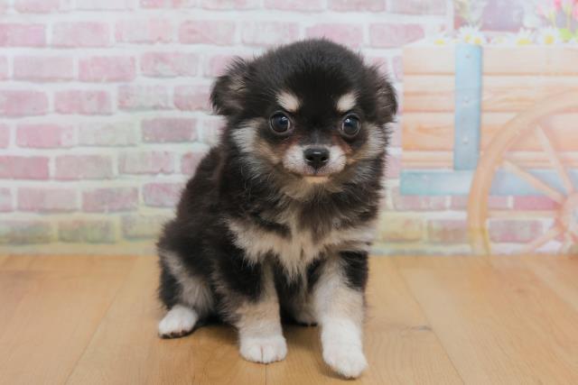 宮城県のチワワ(ロング) (Coo&RIKU石巻店/2025年10月4日生まれ/男の子/ブラックタンホワイト)の子犬の1枚目の画像