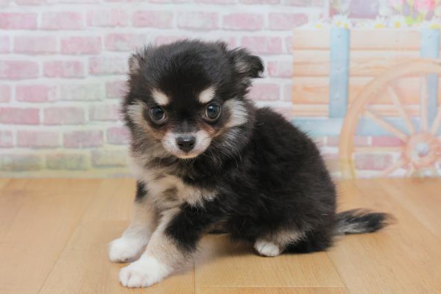 宮城県のチワワ(ロング) (Coo&RIKU石巻店/2025年10月4日生まれ/男の子/ブラックタンホワイト)の子犬の2枚目の画像