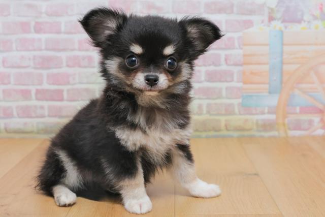 宮城県のチワワ(ロング) (Coo&RIKU石巻店/2025年10月4日生まれ/男の子/ブラックタンホワイト)の子犬の3枚目の画像