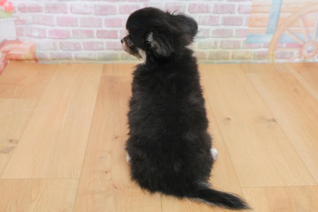 宮城県のチワワ(ロング) (Coo&RIKU石巻店/2025年10月4日生まれ/男の子/ブラックタンホワイト)の子犬の4枚目の画像