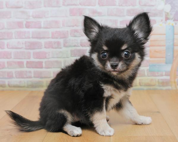 岩手県のチワワ(ロング) (Coo&RIKU岩手盛岡店/2025年10月4日生まれ/女の子/ブラックタンホワイト)の子犬の3枚目の画像