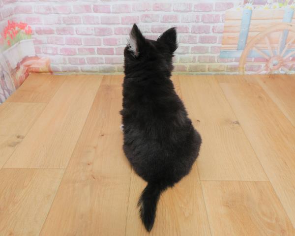 岩手県のチワワ(ロング) (Coo&RIKU岩手盛岡店/2025年10月4日生まれ/女の子/ブラックタンホワイト)の子犬の4枚目の画像