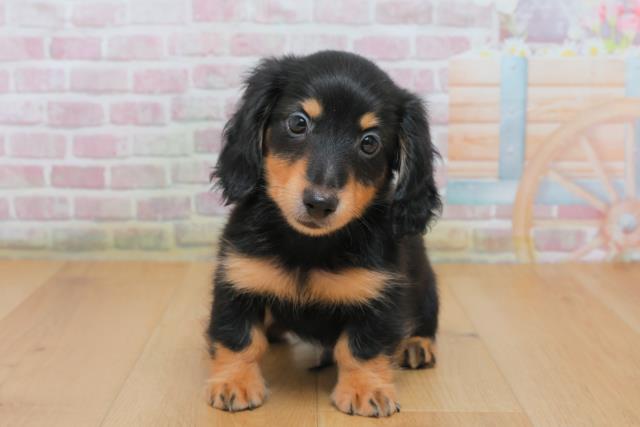 岩手県のミニチュアダックスフンド(ロング) (Coo&RIKU一関店/2025年10月4日生まれ/男の子/ブラックイエロー)の子犬