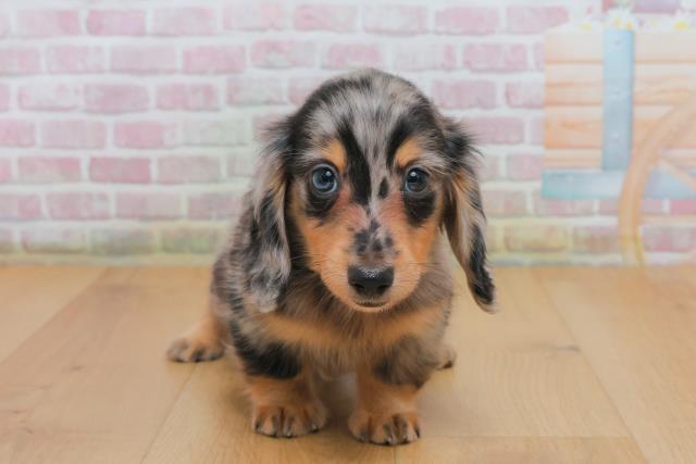 ミニチュア・ダックスフンド