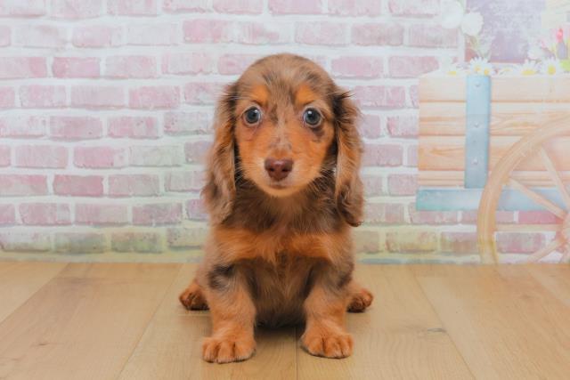 ミニチュア・ダックスフンド