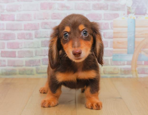 ミニチュア・ダックスフンド