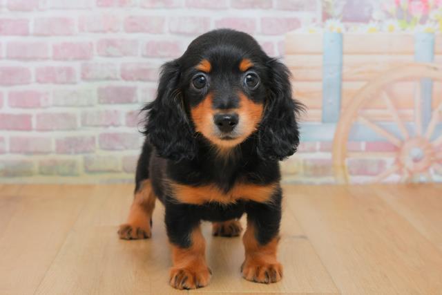 ミニチュア・ダックスフンド