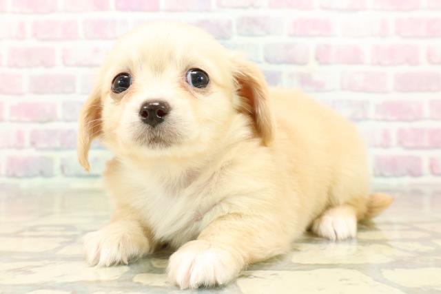 埼玉県のチワックス(チワワ×ダックス) (Coo&RIKU大宮店/2025年10月4日生まれ/女の子/イエロー)の子犬の2枚目の画像