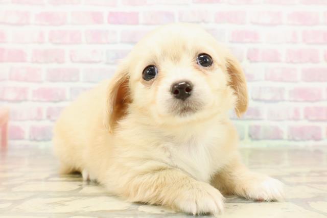 埼玉県のチワックス(チワワ×ダックス) (Coo&RIKU大宮店/2025年10月4日生まれ/女の子/イエロー)の子犬の3枚目の画像