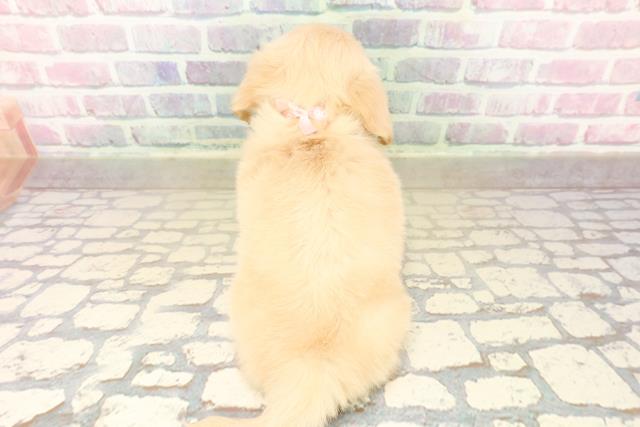 埼玉県のチワックス(チワワ×ダックス) (Coo&RIKU大宮店/2025年10月4日生まれ/女の子/イエロー)の子犬の4枚目の画像