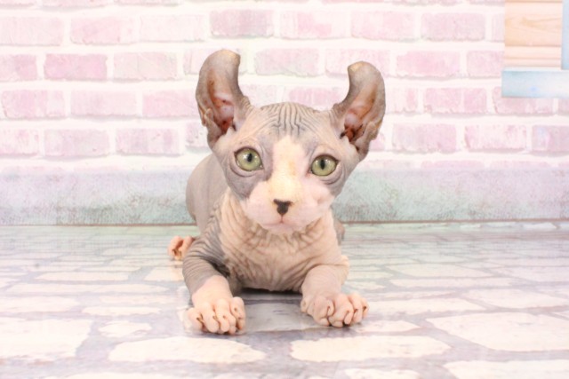 大阪府のエルフキャット (Coo&RIKU心斎橋店/2025年9月18日生まれ/女の子/ブルーホワイト)の子猫の1枚目の画像