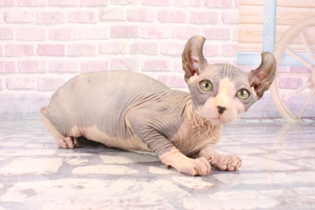 大阪府のエルフキャット (Coo&RIKU心斎橋店/2025年9月18日生まれ/女の子/ブルーホワイト)の子猫の2枚目の画像