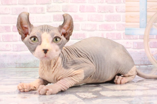 大阪府のエルフキャット (Coo&RIKU心斎橋店/2025年9月18日生まれ/女の子/ブルーホワイト)の子猫の3枚目の画像