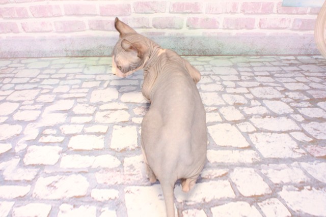 大阪府のエルフキャット (Coo&RIKU心斎橋店/2025年9月18日生まれ/女の子/ブルーホワイト)の子猫の4枚目の画像