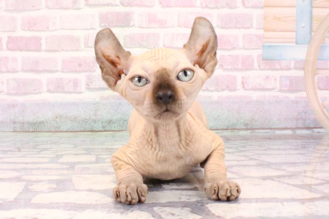 大阪府のエルフキャット (Coo&RIKU茶屋町店/2025年9月18日生まれ/女の子/シールポイント)の子猫の1枚目の画像