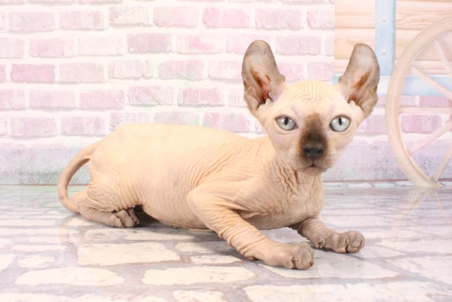 大阪府のエルフキャット (Coo&RIKU茶屋町店/2025年9月18日生まれ/女の子/シールポイント)の子猫の2枚目の画像