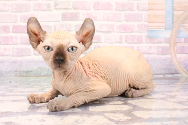 大阪府のエルフキャット (Coo&RIKU茶屋町店/2025年9月18日生まれ/女の子/シールポイント)の子猫の3枚目の画像