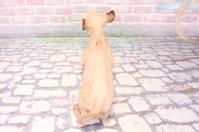 大阪府のエルフキャット (Coo&RIKU茶屋町店/2025年9月18日生まれ/女の子/シールポイント)の子猫の4枚目の画像