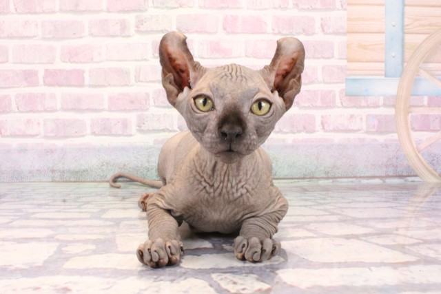 兵庫県のエルフキャット (Coo&RIKU神戸三宮店/2025年9月18日生まれ/男の子/ブルー)の子猫の1枚目の画像