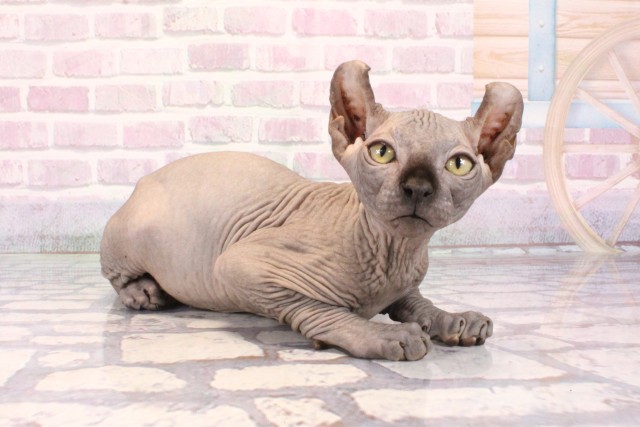 兵庫県のエルフキャット (Coo&RIKU神戸三宮店/2025年9月18日生まれ/男の子/ブルー)の子猫の2枚目の画像