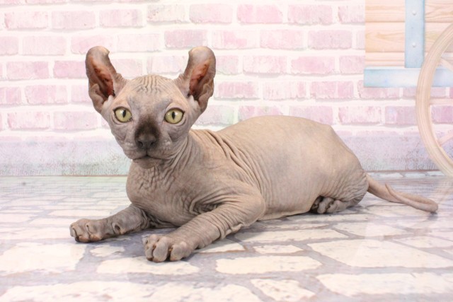 兵庫県のエルフキャット (Coo&RIKU神戸三宮店/2025年9月18日生まれ/男の子/ブルー)の子猫の3枚目の画像