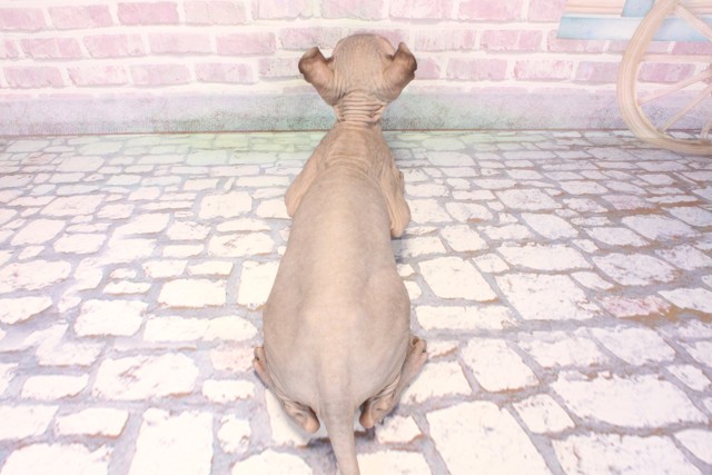 兵庫県のエルフキャット (Coo&RIKU神戸三宮店/2025年9月18日生まれ/男の子/ブルー)の子猫の4枚目の画像