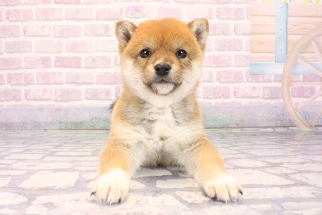 滋賀県の豆柴 (Coo&RIKU長浜店/2025年10月3日生まれ/男の子/赤)の子犬の1枚目の画像