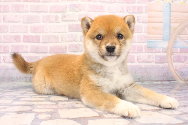 滋賀県の豆柴 (Coo&RIKU長浜店/2025年10月3日生まれ/男の子/赤)の子犬の2枚目の画像