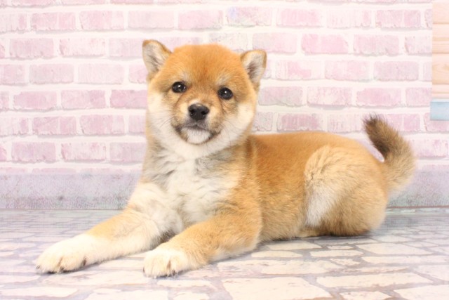 滋賀県の豆柴 (Coo&RIKU長浜店/2025年10月3日生まれ/男の子/赤)の子犬の3枚目の画像