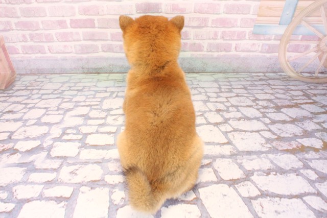 滋賀県の豆柴 (Coo&RIKU長浜店/2025年10月3日生まれ/男の子/赤)の子犬の4枚目の画像