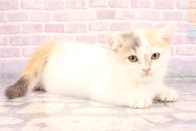 兵庫県のミヌエット (Coo&RIKU尼崎店/2025年10月1日生まれ/女の子/キャリコ)の子猫の2枚目の画像