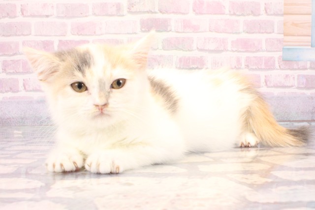 兵庫県のミヌエット (Coo&RIKU尼崎店/2025年10月1日生まれ/女の子/キャリコ)の子猫の3枚目の画像