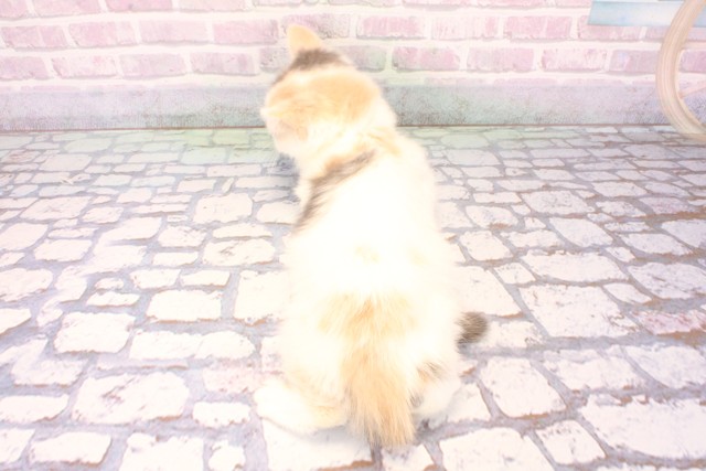 兵庫県のミヌエット (Coo&RIKU尼崎店/2025年10月1日生まれ/女の子/キャリコ)の子猫の4枚目の画像