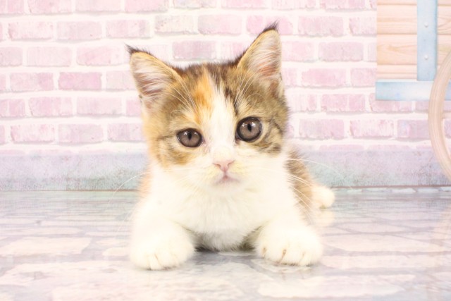 大阪府のミヌエット (Coo&RIKU高槻店/2025年10月1日生まれ/女の子/キャリコ)の子猫の1枚目の画像