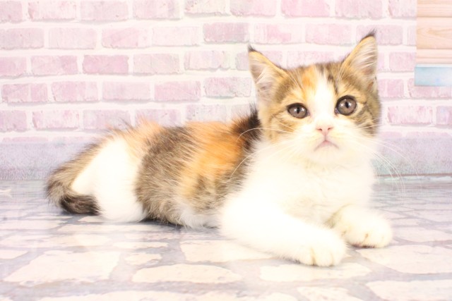 大阪府のミヌエット (Coo&RIKU高槻店/2025年10月1日生まれ/女の子/キャリコ)の子猫の2枚目の画像