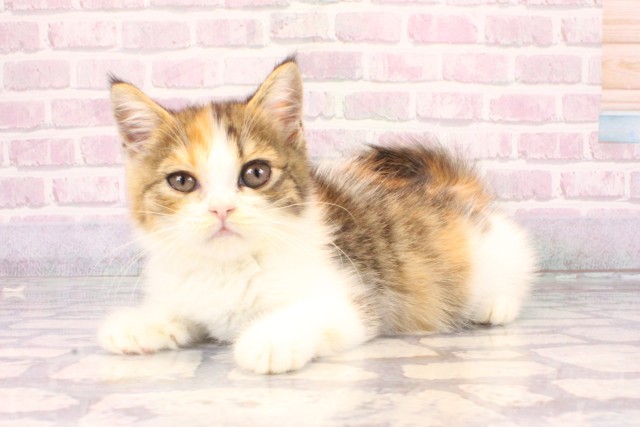 大阪府のミヌエット (Coo&RIKU高槻店/2025年10月1日生まれ/女の子/キャリコ)の子猫の3枚目の画像