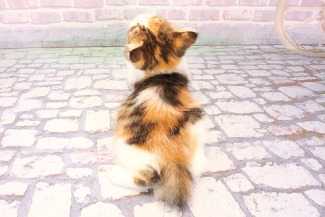 大阪府のミヌエット (Coo&RIKU高槻店/2025年10月1日生まれ/女の子/キャリコ)の子猫の4枚目の画像