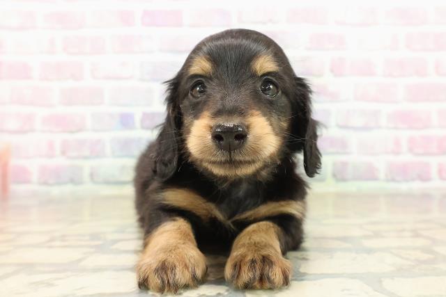 ミニチュア・ダックスフンド