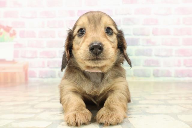 ミニチュア・ダックスフンド