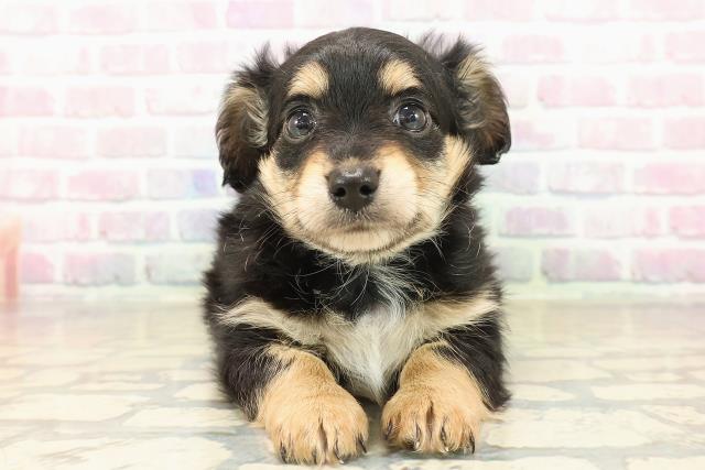 千葉県のチワックス(チワワ×ダックス) (Coo&RIKUアクロスモール新鎌ケ谷店/2025年10月2日生まれ/男の子/ブラックタン)の子犬の1枚目の画像