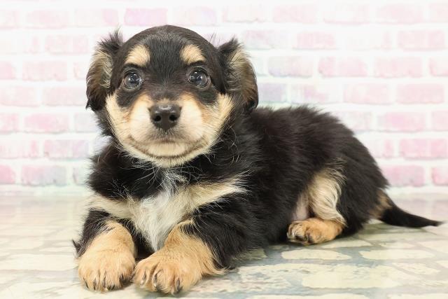 千葉県のチワックス(チワワ×ダックス) (Coo&RIKUアクロスモール新鎌ケ谷店/2025年10月2日生まれ/男の子/ブラックタン)の子犬の2枚目の画像