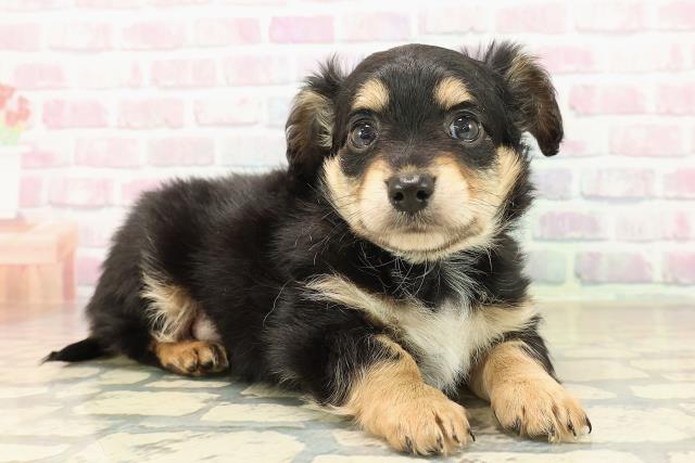 千葉県のチワックス(チワワ×ダックス) (Coo&RIKUアクロスモール新鎌ケ谷店/2025年10月2日生まれ/男の子/ブラックタン)の子犬の3枚目の画像