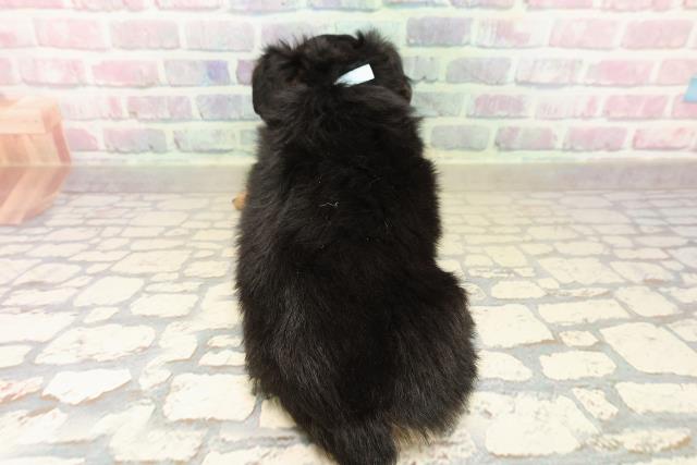 千葉県のチワックス(チワワ×ダックス) (Coo&RIKUアクロスモール新鎌ケ谷店/2025年10月2日生まれ/男の子/ブラックタン)の子犬の4枚目の画像