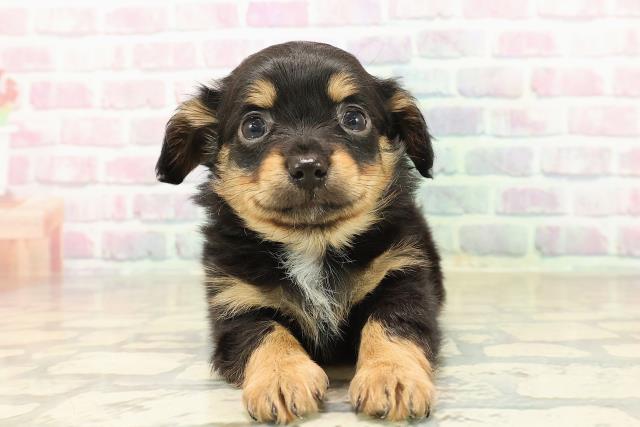 千葉県のチワックス(チワワ×ダックス) (Coo&RIKU若葉都賀店/2025年10月2日生まれ/男の子/ブラックタン)の子犬の1枚目の画像