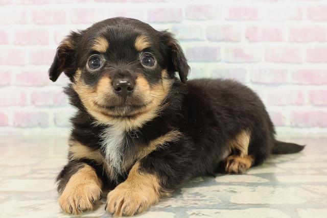 千葉県のチワックス(チワワ×ダックス) (Coo&RIKU若葉都賀店/2025年10月2日生まれ/男の子/ブラックタン)の子犬の2枚目の画像